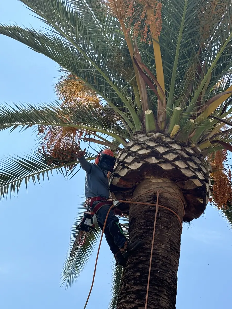 Lopez Brothers crew member in a harness and helmet giving a thumbs-up while trimming a tall date palm