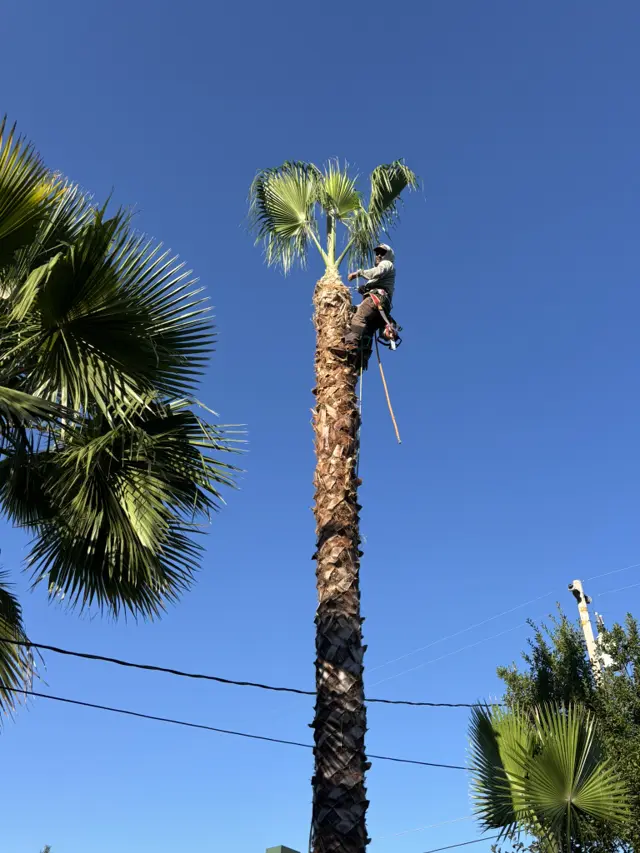 Fan palm trimming