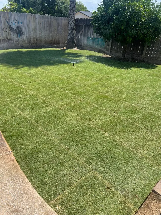 New sod, watered in