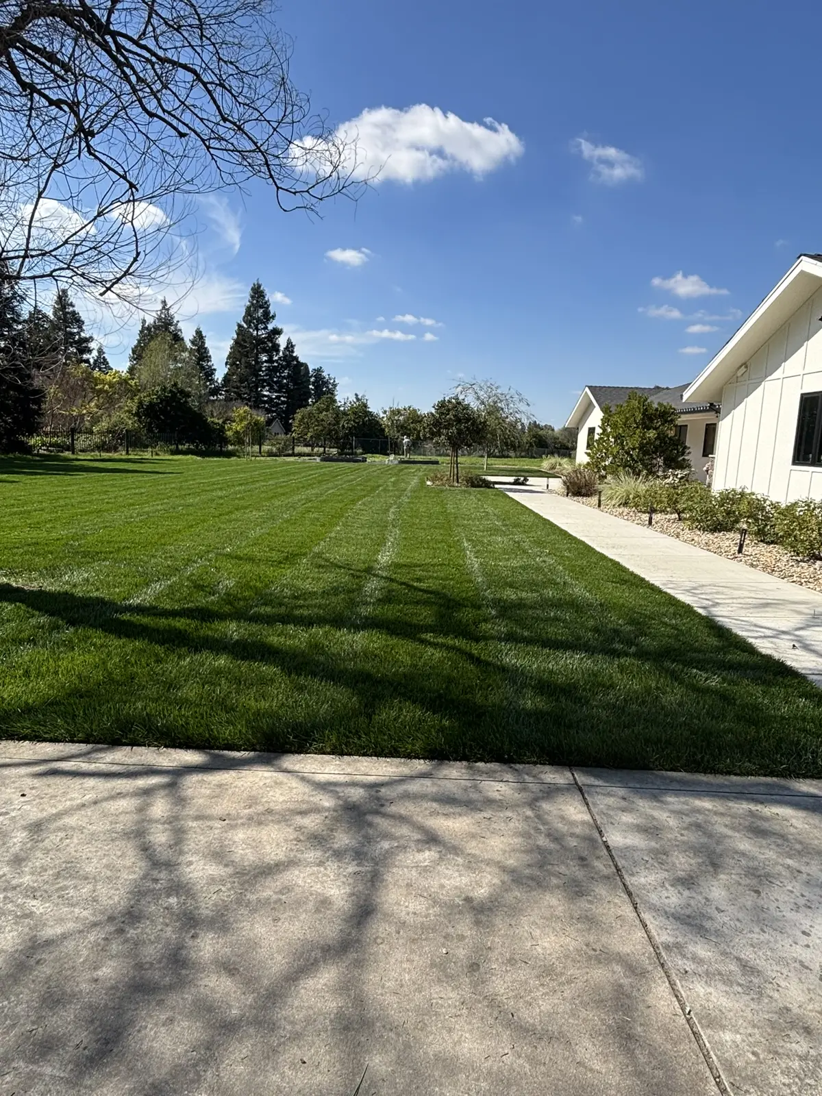 Freshly striped lawn